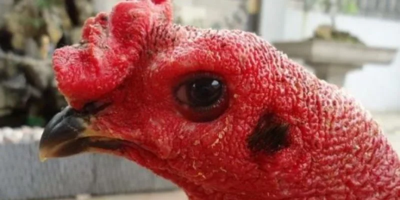 Chọn chiến binh thông qua đặc điểm đôi mắt