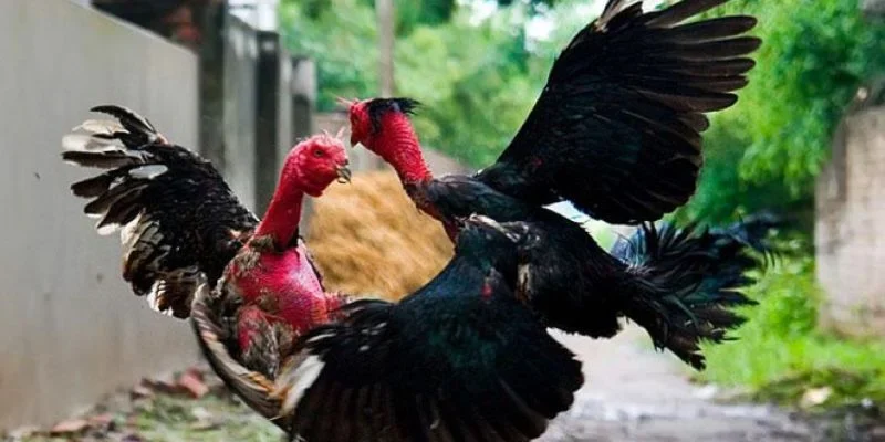 Sở hữu ngay những chiến kê đá hay qua dáng đuôi